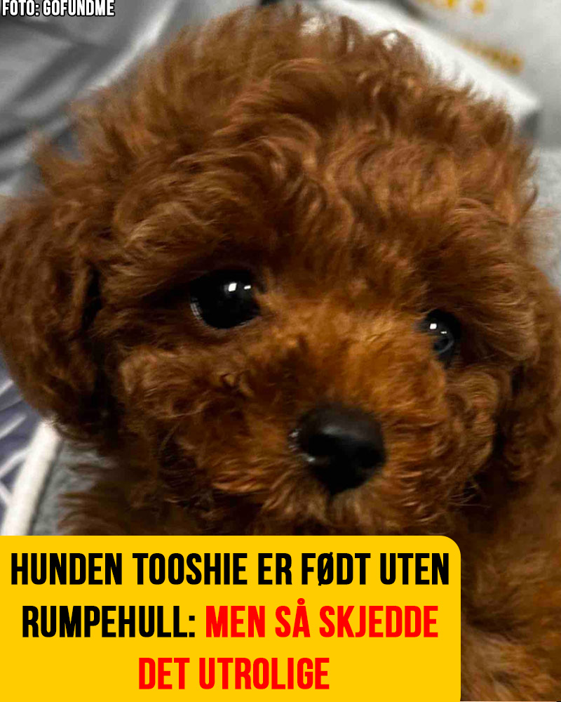 Dyrebibelen - Den lille australske hunden Tooshie ble født uten ...
