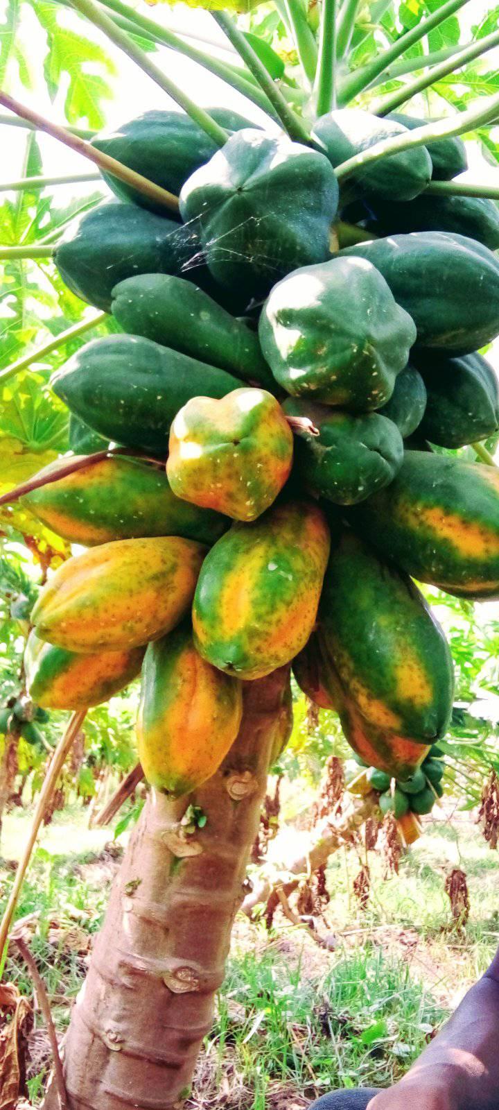Bulcha Jimaa Bariso