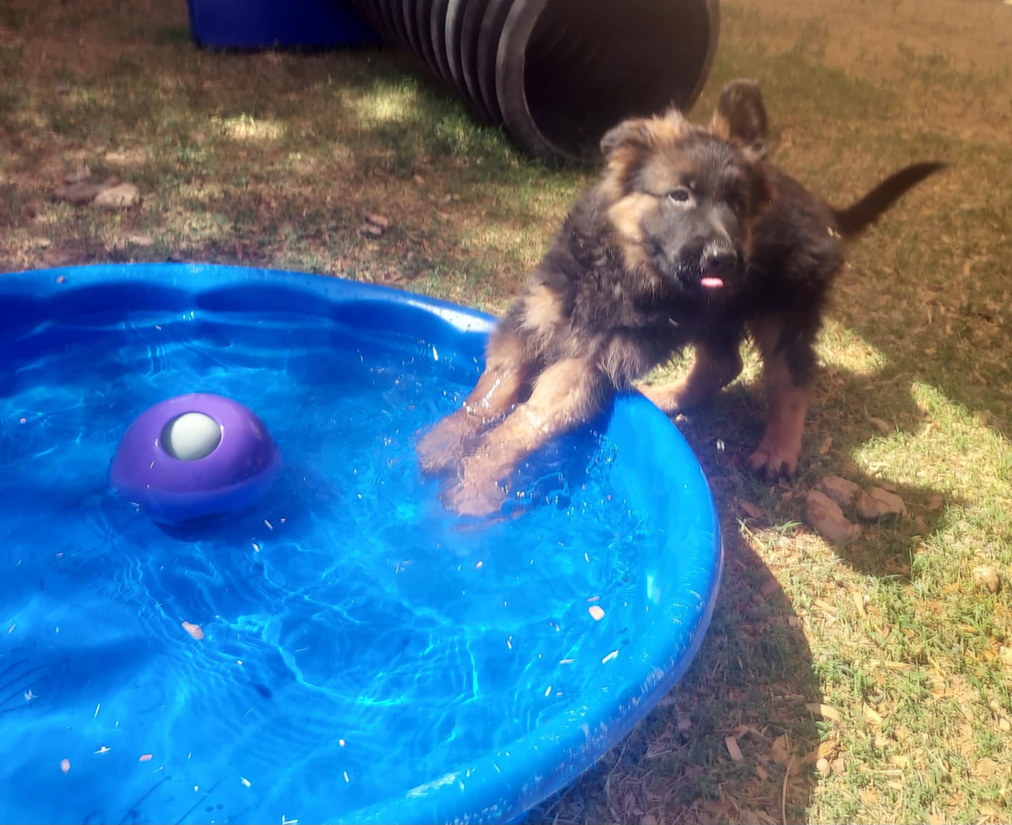 Minerd Ranch German Shepherds