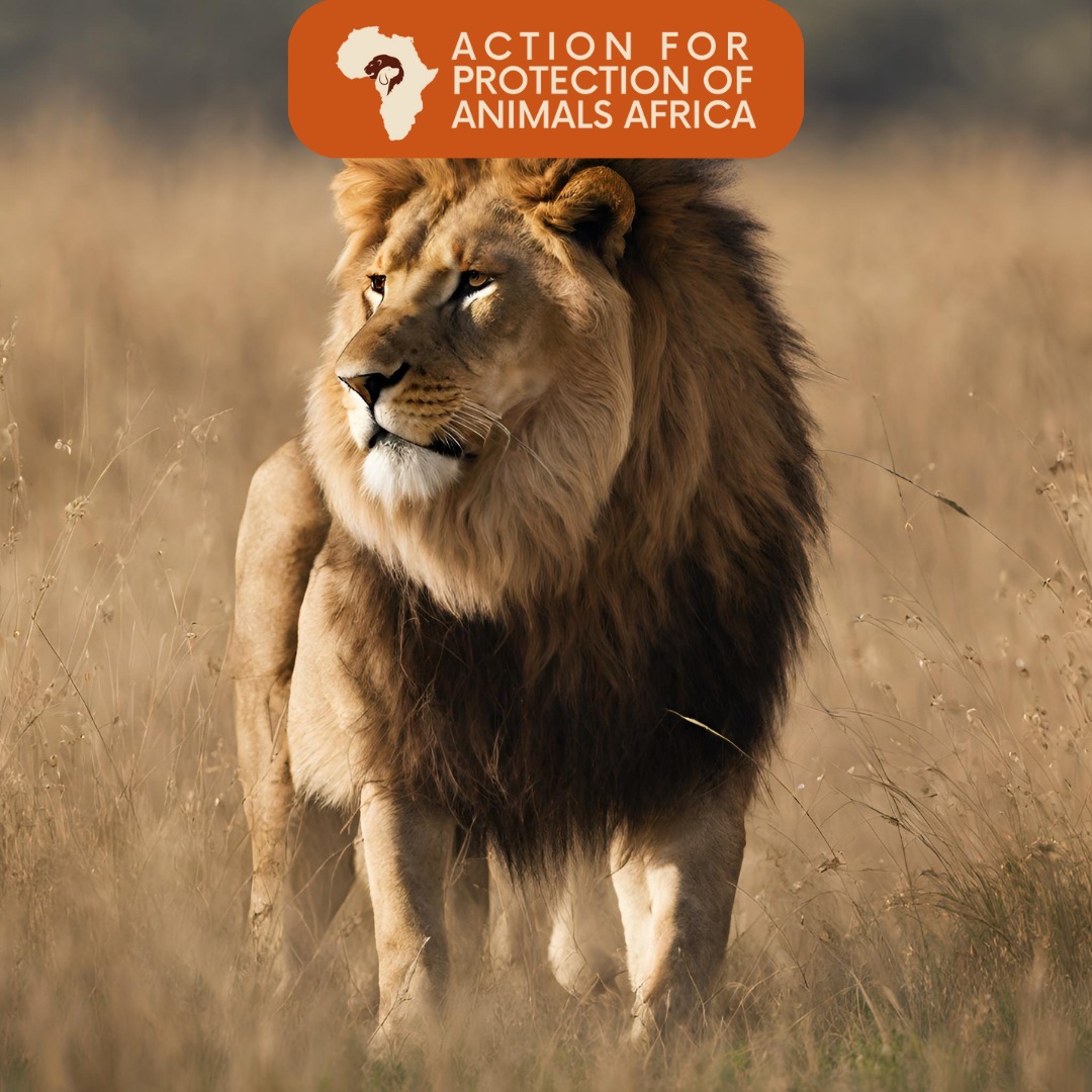 Action for Protection of Animals Africa - APAA