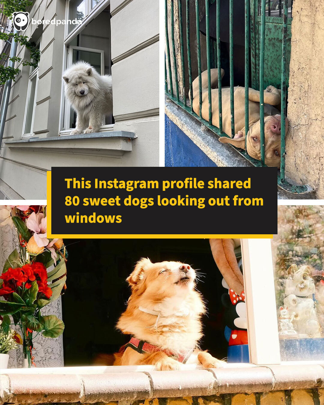 Lmao - This instagram profile shared 80 sweet dogs looking out from ...