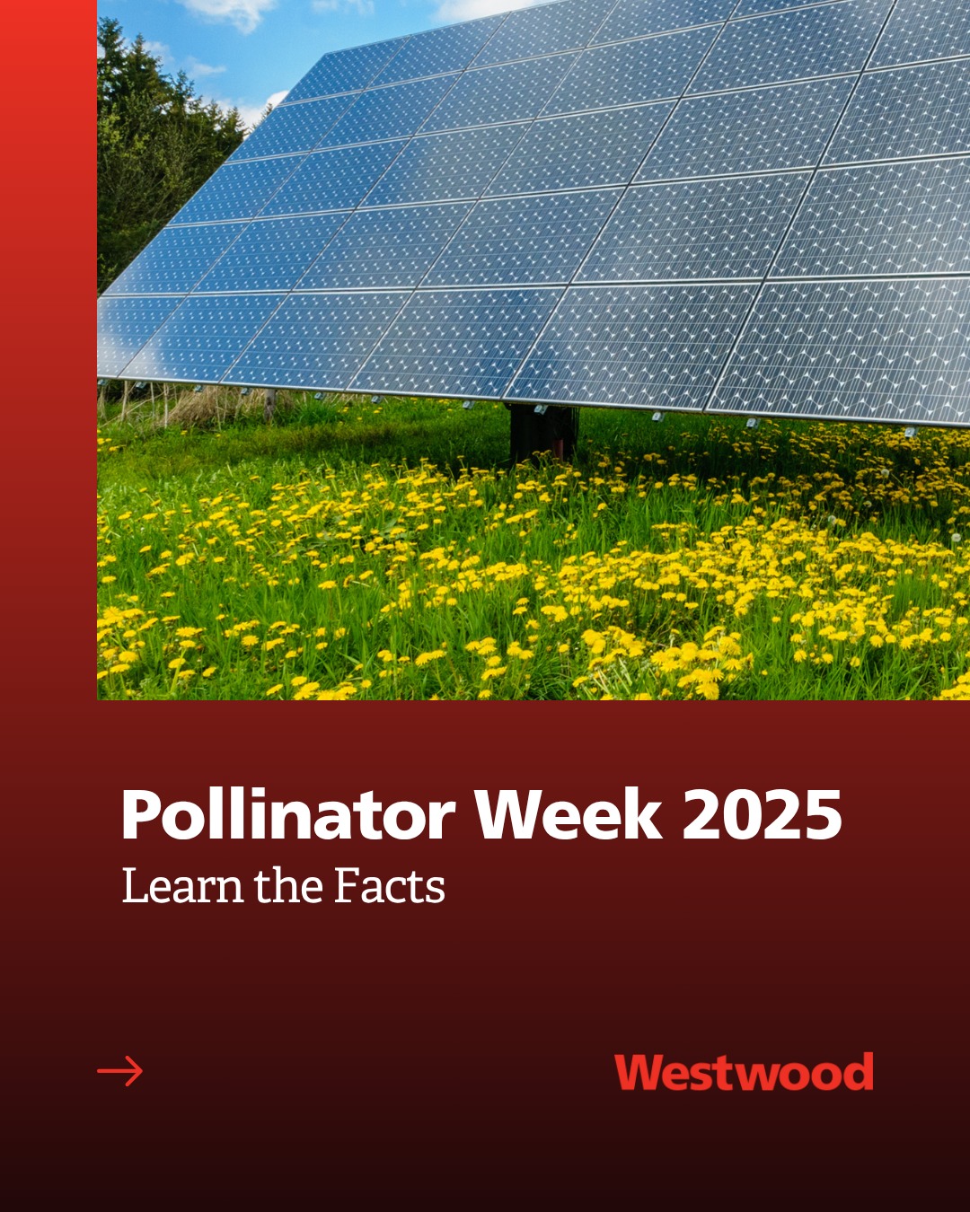 Happy Pollinator Week!... - Westwood Professional Services | Facebook