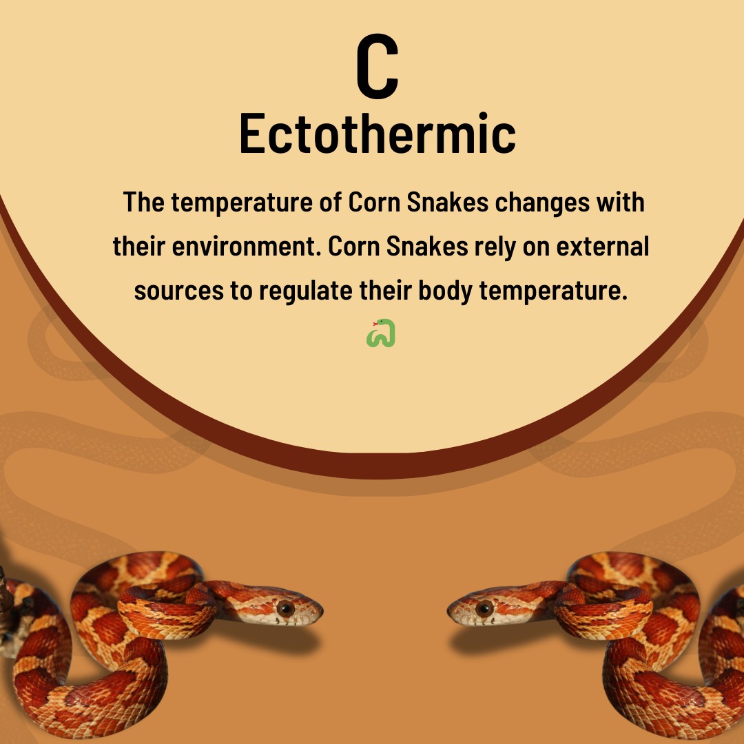 Corn Snake Body Temperature Regulation And Territoriality Reference: Wonderlab Museum