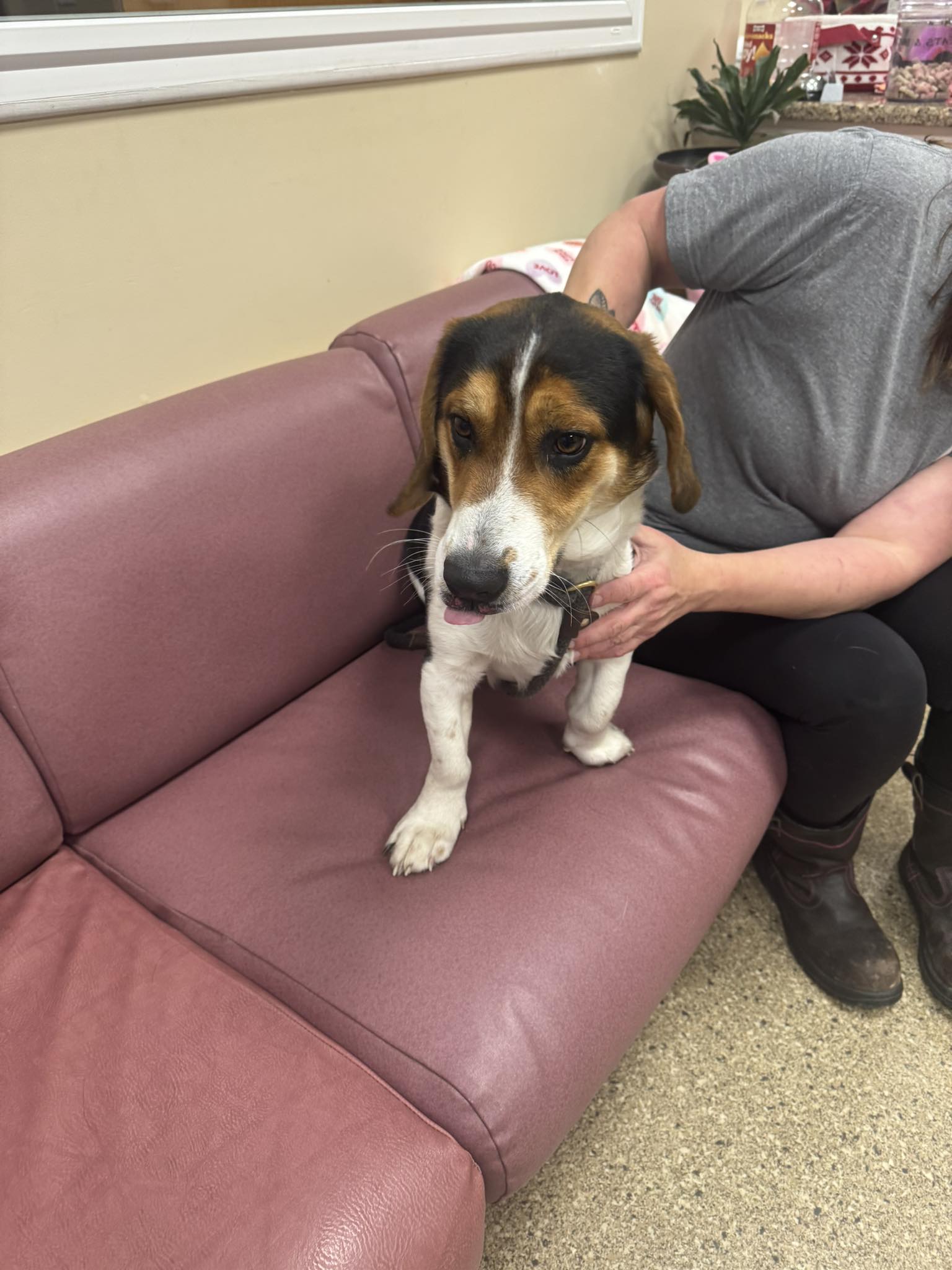 Found dog near Hewitt Covered Bridge in Bedford County