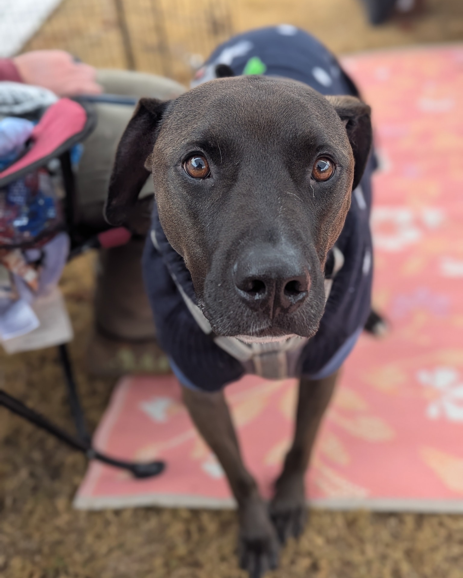Say hello to... - Second Chance Ranch Rescue and Sanctuary | Facebook
