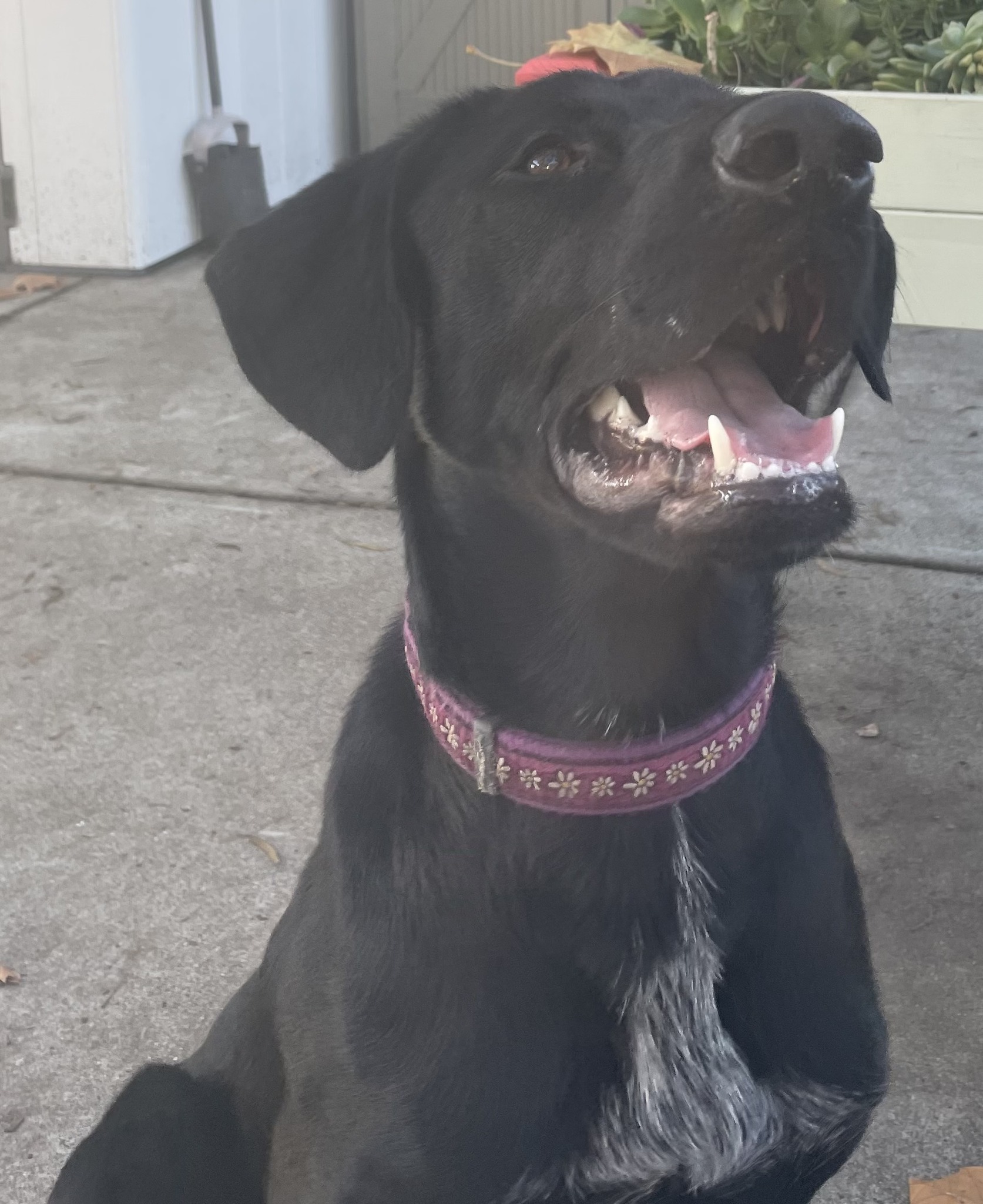 Golden Gate Labrador Retriever Rescue | San Francisco CA