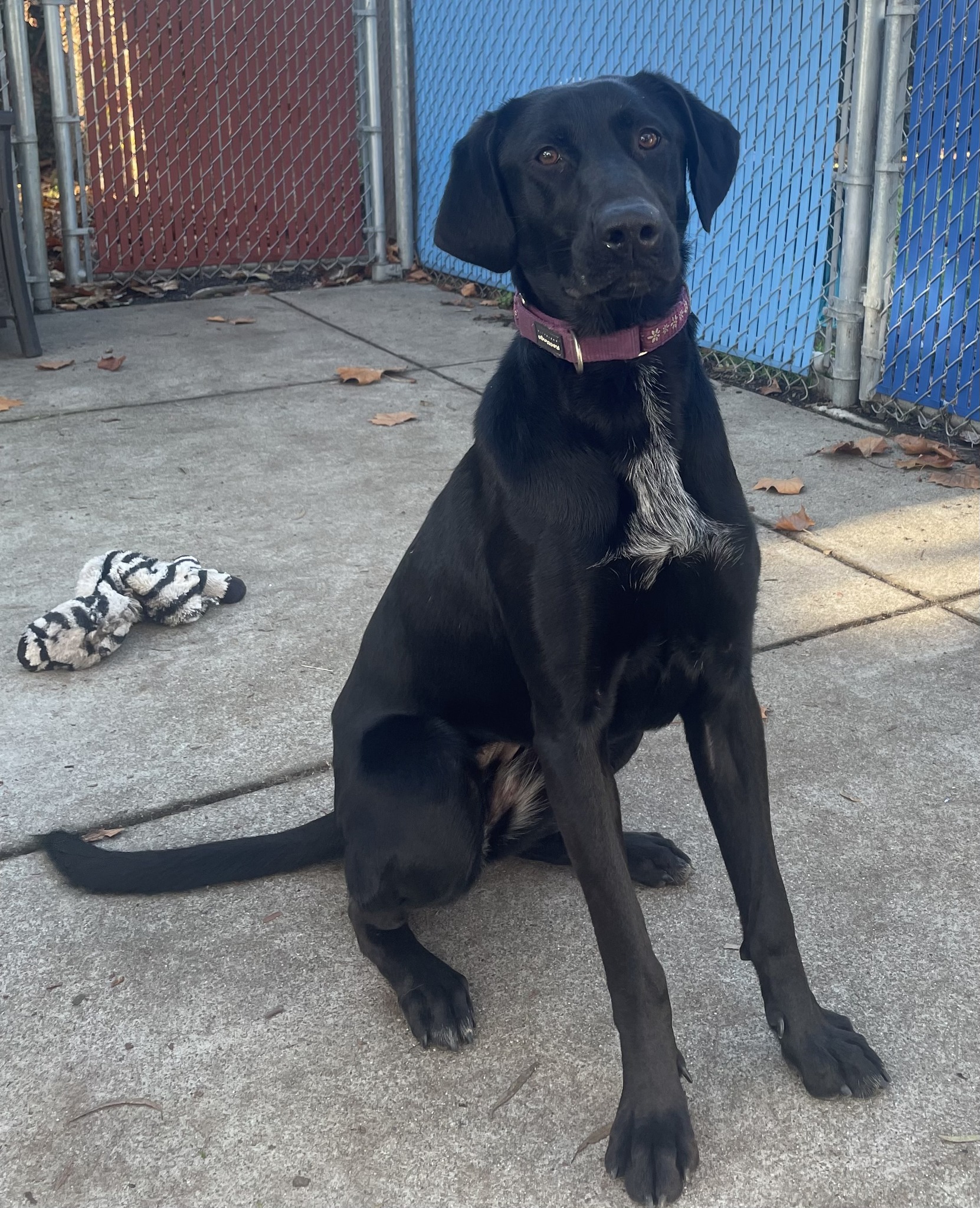 Golden Gate Labrador Retriever Rescue | San Francisco CA