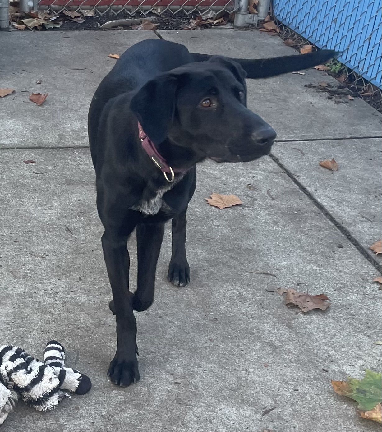 Golden Gate Labrador Retriever Rescue | San Francisco CA