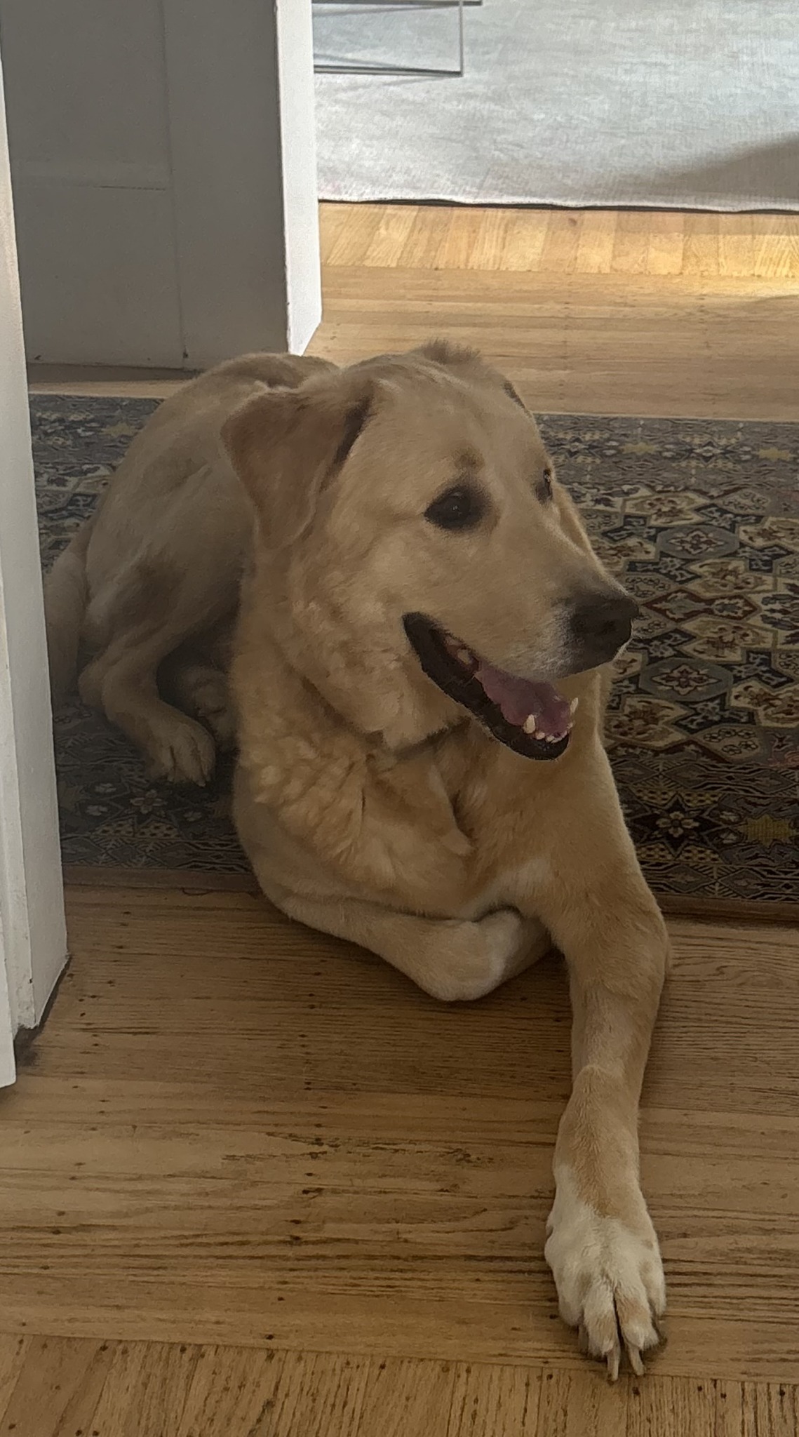 Golden Gate Labrador Retriever Rescue | San Francisco CA