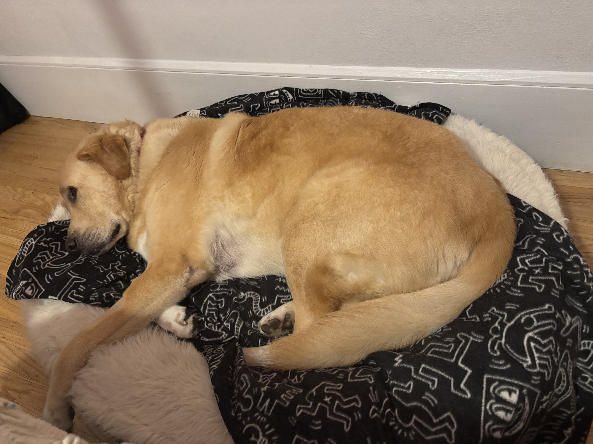 Golden Gate Labrador Retriever Rescue | San Francisco CA