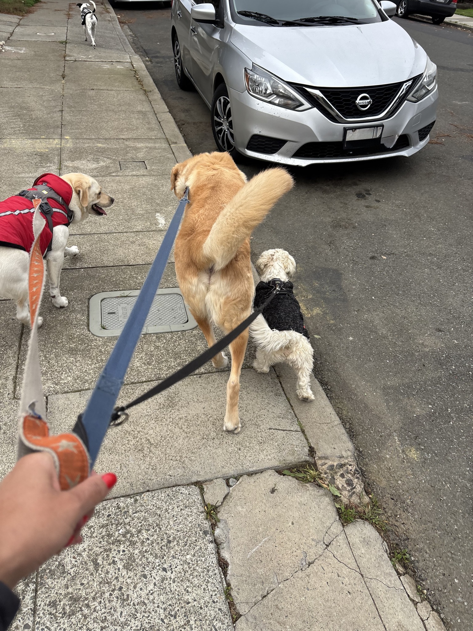 Golden Gate Labrador Retriever Rescue | San Francisco CA