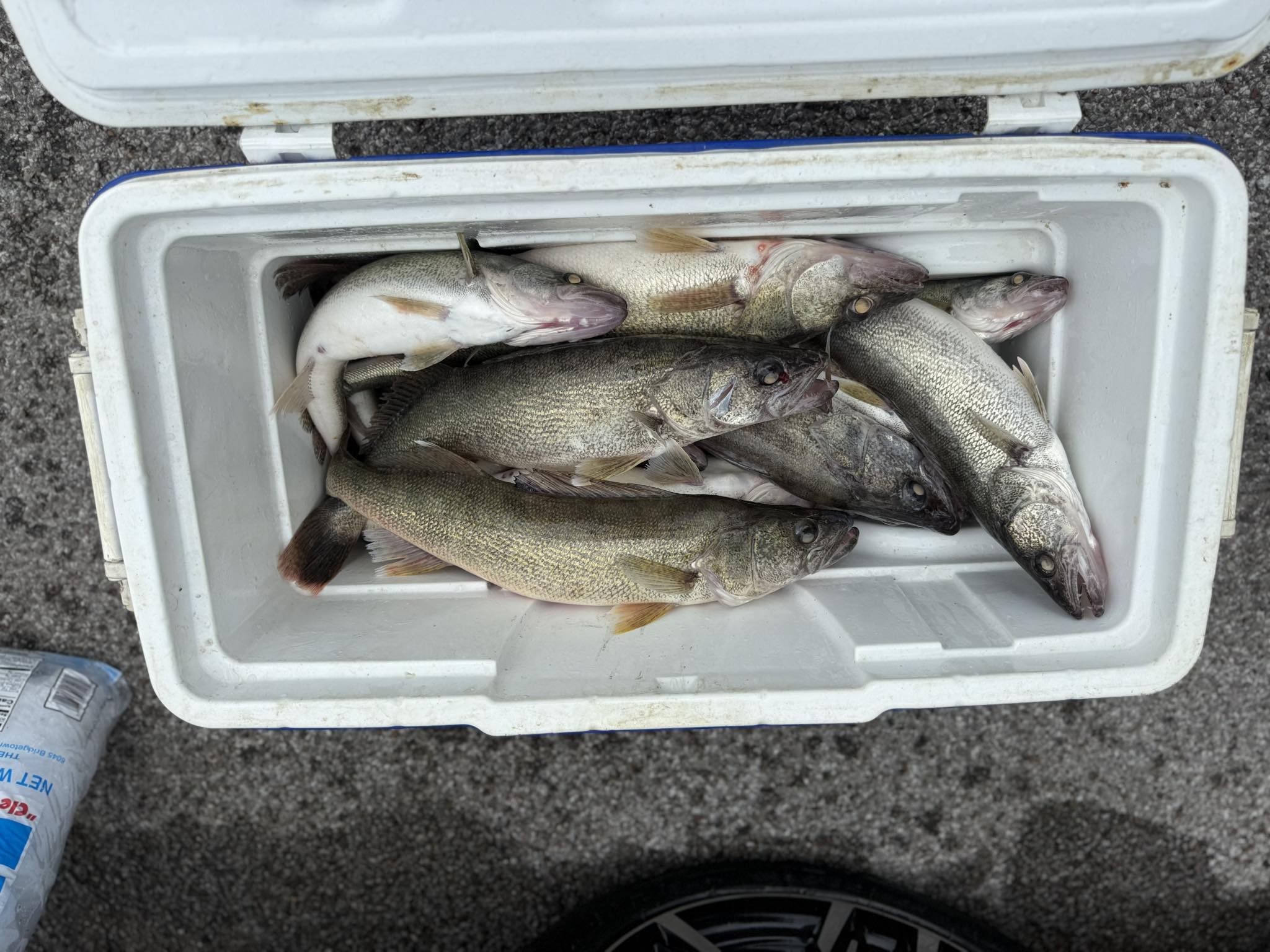 Eye-Caramba Sportfishing-Lake Erie Fishing Charters | Lorain OH