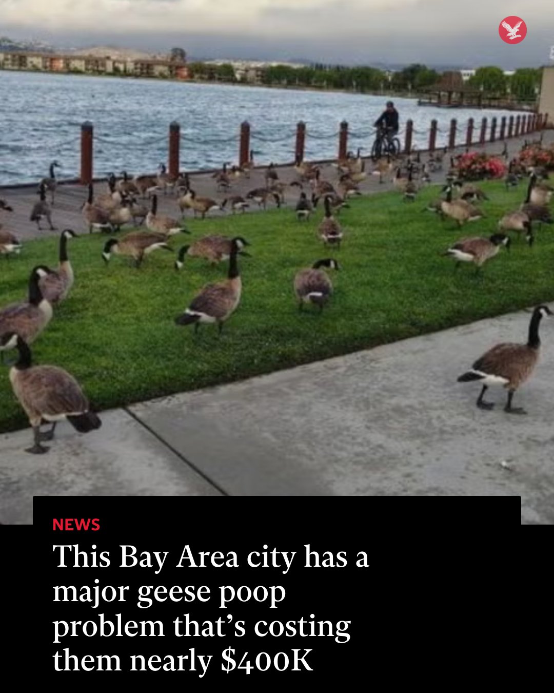 The Independent - Hundreds of Canadian geese have made themselves at ...