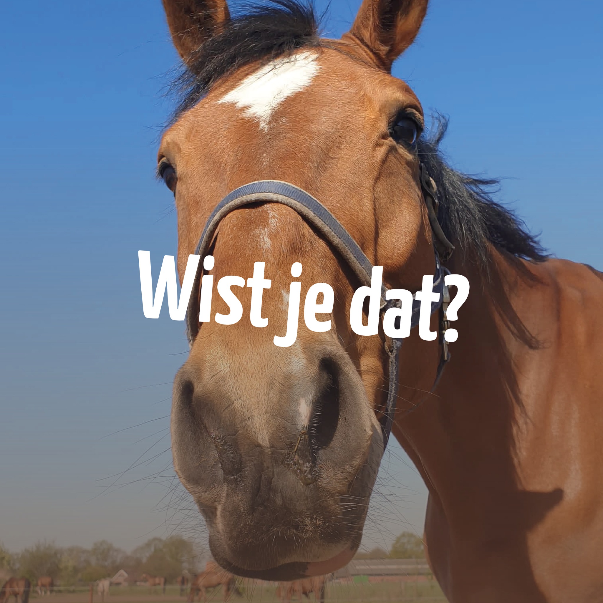 Manege - 𝗪𝗶𝘀𝘁 𝗷𝗲 𝗱𝗮𝘁... je een gratis proefles bij ons kunt aanvragen?😄 ...