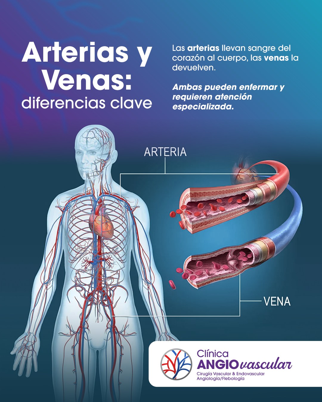 ANGIO - ¿Sabías que las venas y arterias cumplen funciones distintas en ...
