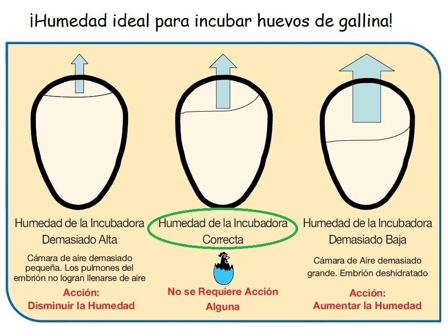 Incubadora de huevos de gallina con humedad
