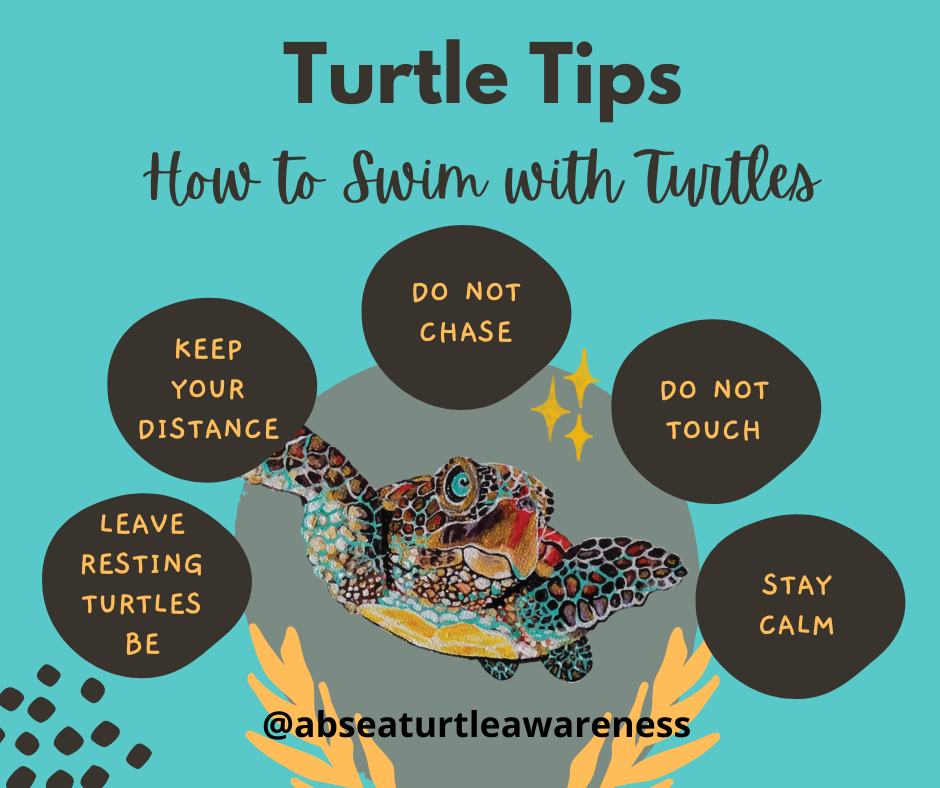 Sea turtles can... - National Save The Sea Turtle Foundation | Facebook