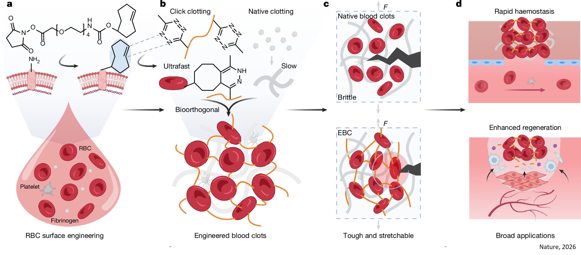 その他 Q Engineering faster, more effective blood clots Previous efforts to