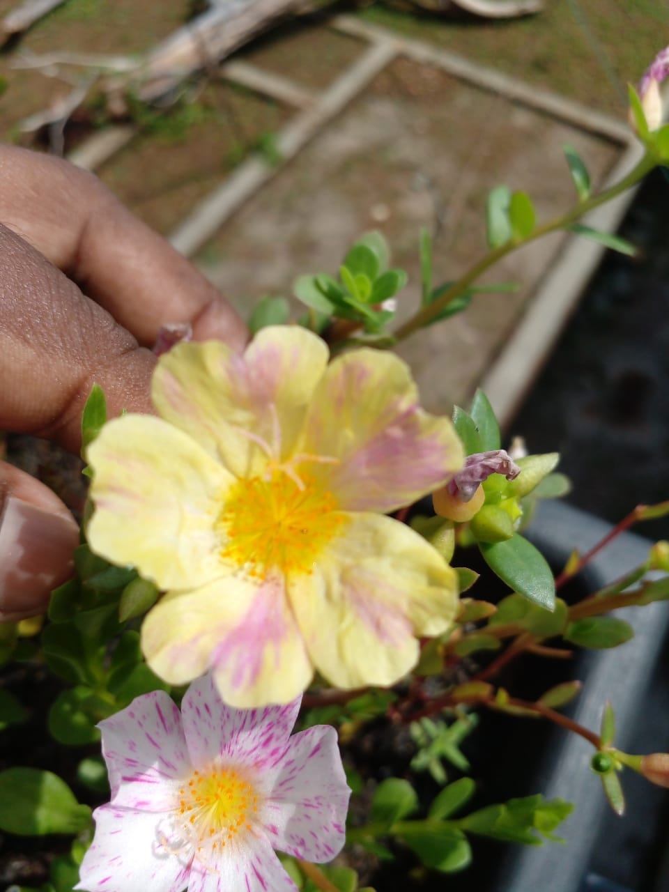 Piniru plant