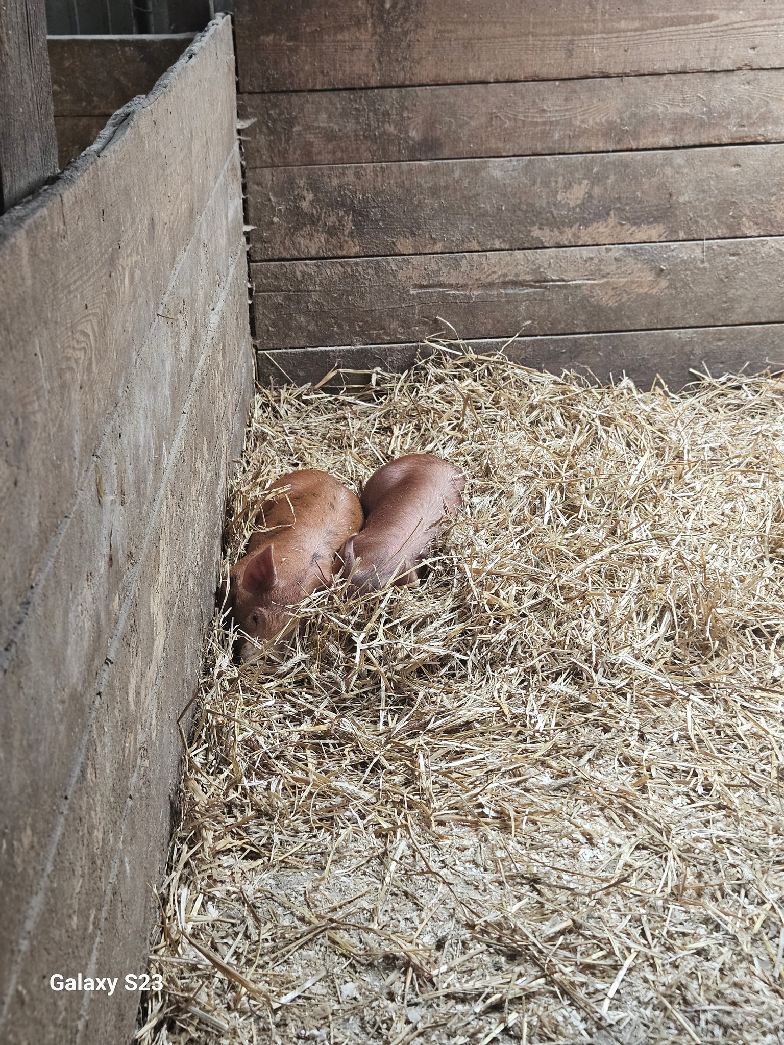 Windy Ridge Farm