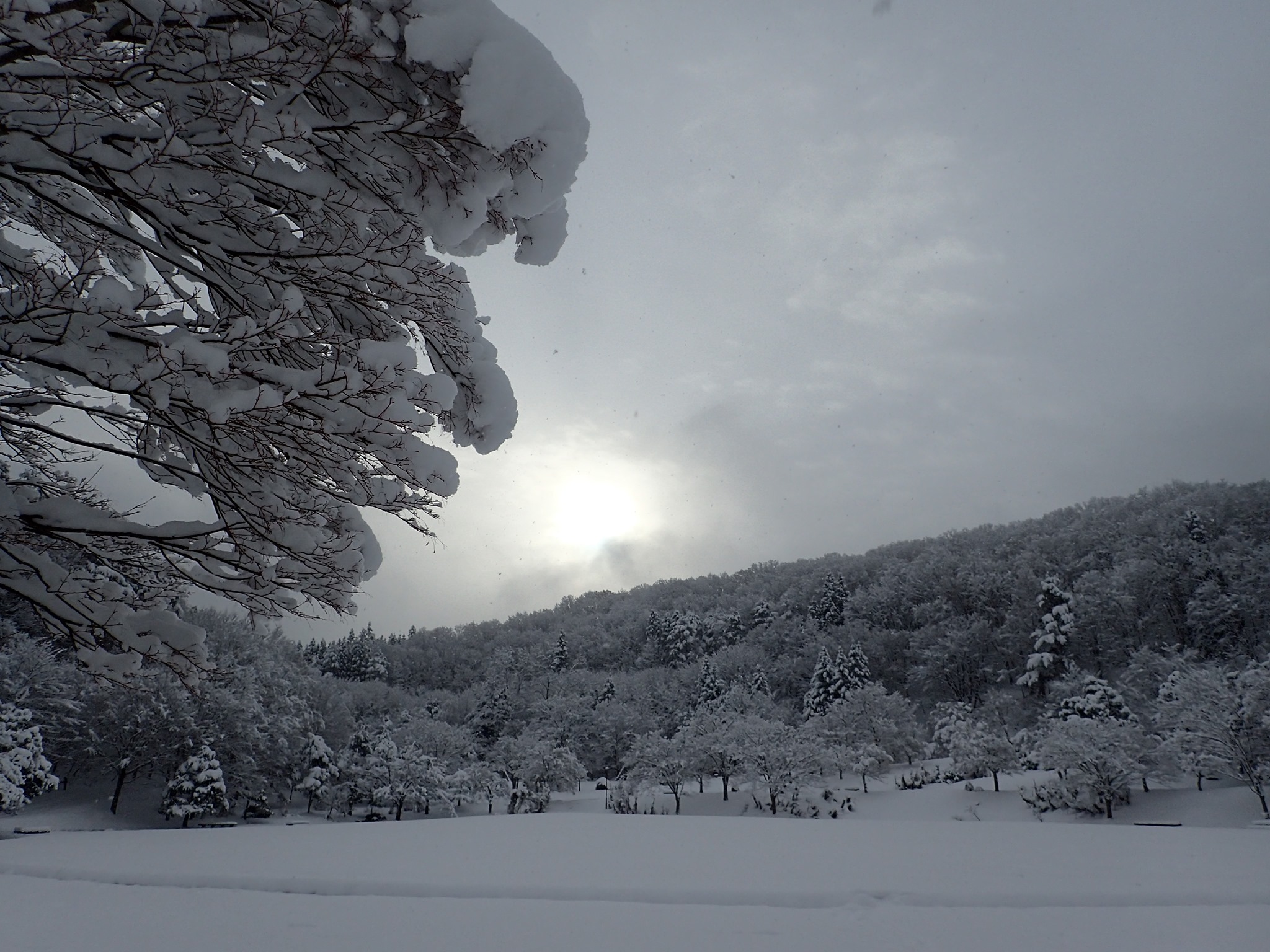 山形県 県民の森 すっかりモノクロの世界に Facebook
