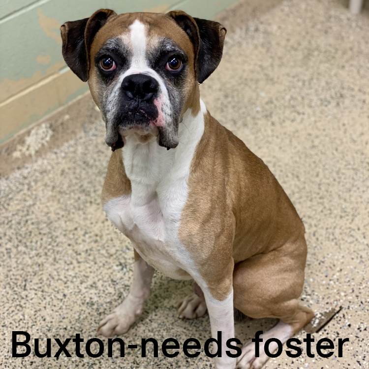Adoption day is this Saturday in... - Austin Boxer Rescue | Facebook