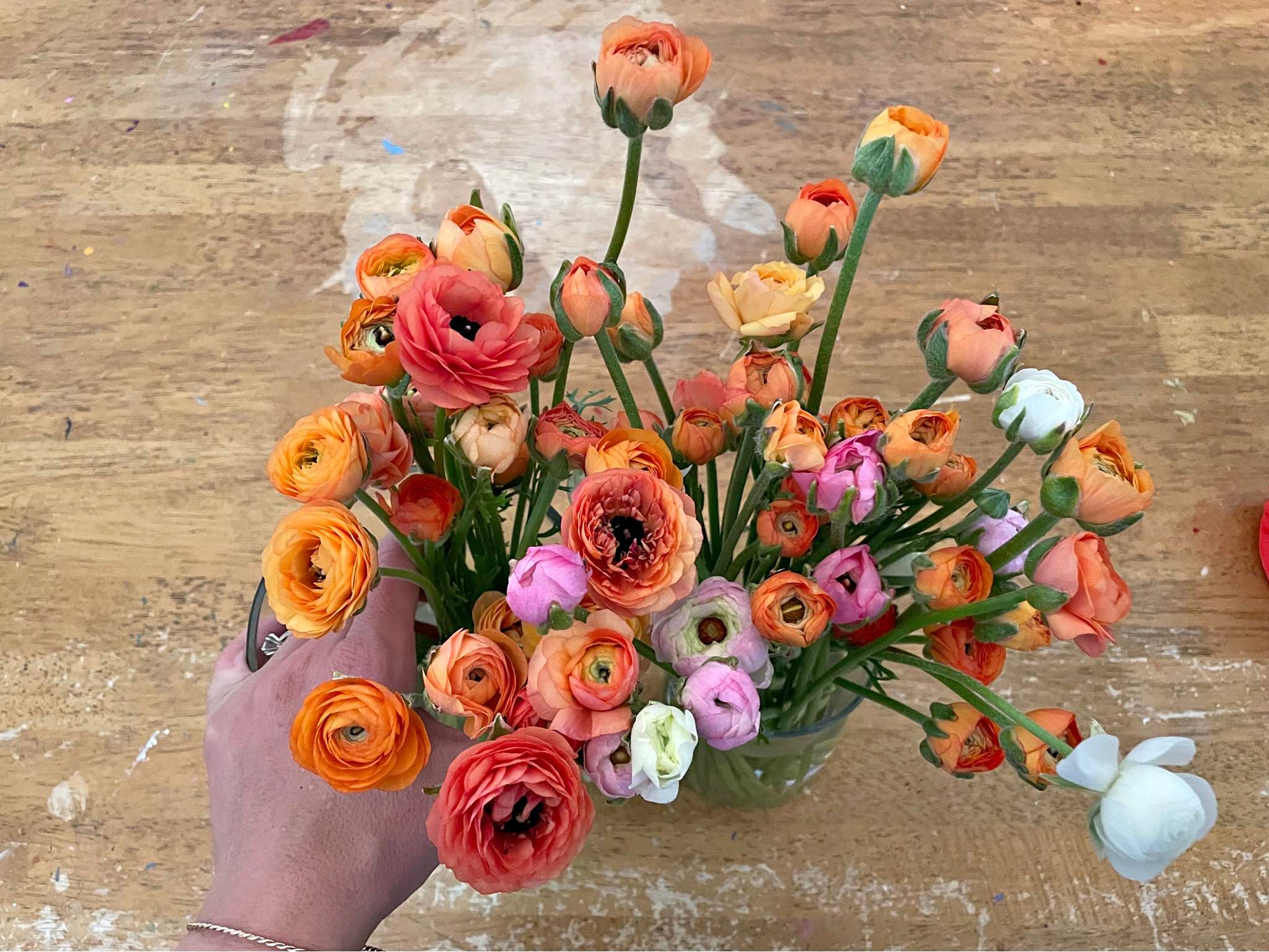 Local ranunculus - Plants & Seedlings - Niceville, Florida | Facebook ...