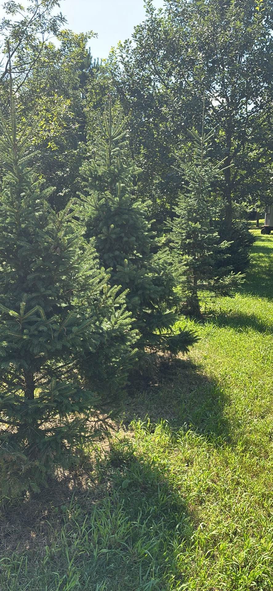 Spruce trees 🌲 8’-10’ - Plants & Seedlings - Rochester, Minnesota ...