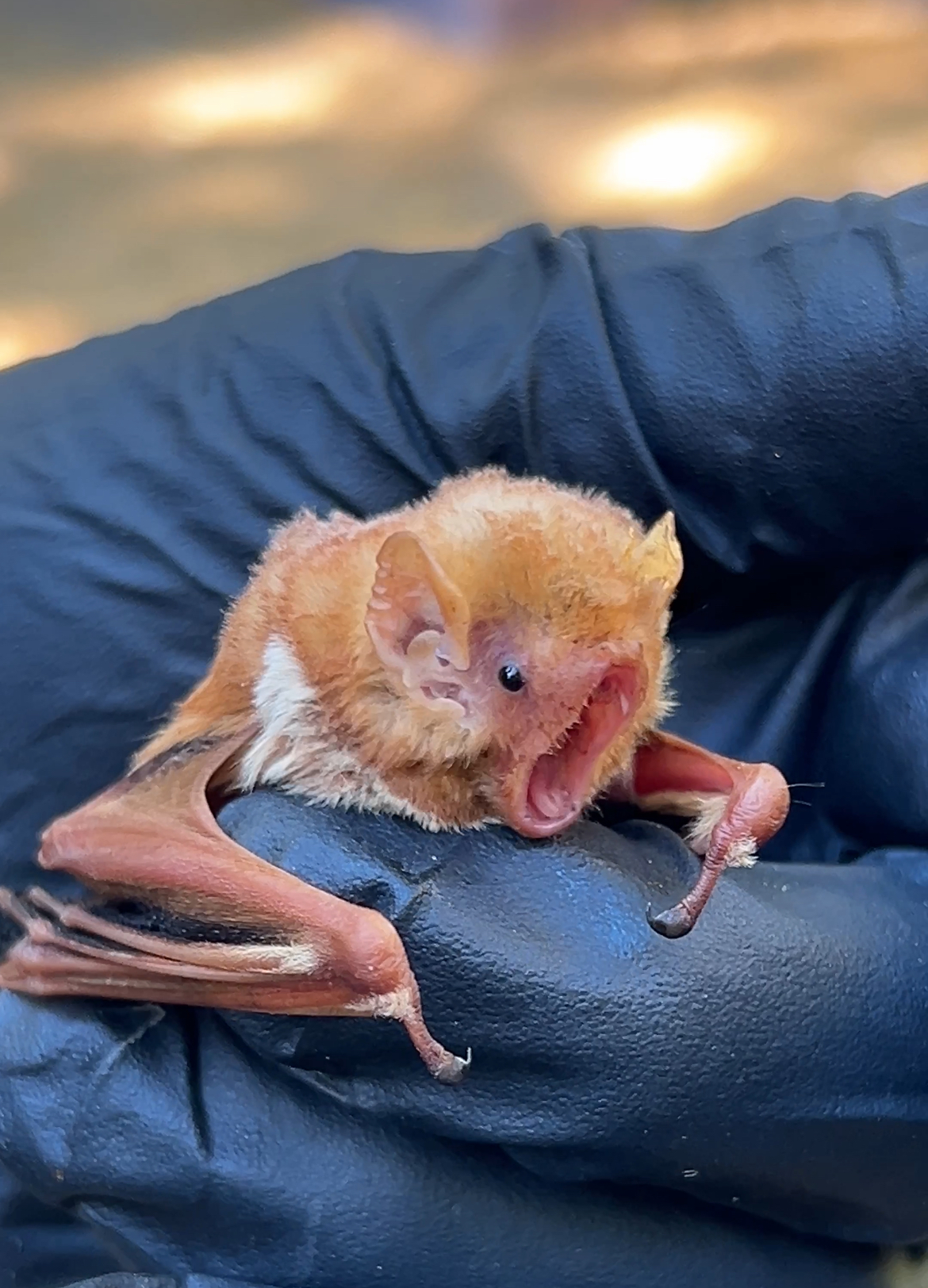 Austin - From rescue to release - meet one of this year’s bat success ...