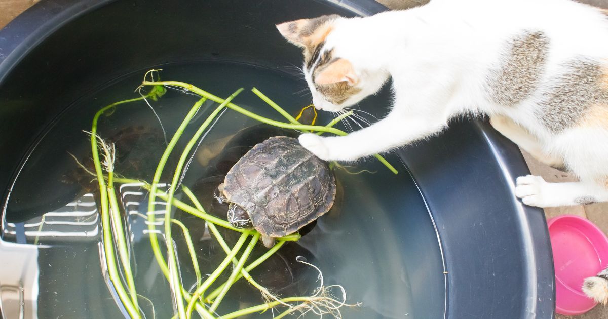 All - Did you know a turtle can FEEL through its shell? 🤯 That tough ...