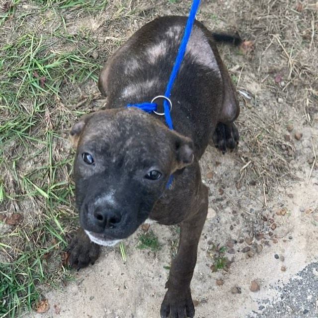 Sandy Paws Rescue Inc. added a... - Sandy Paws Rescue Inc.