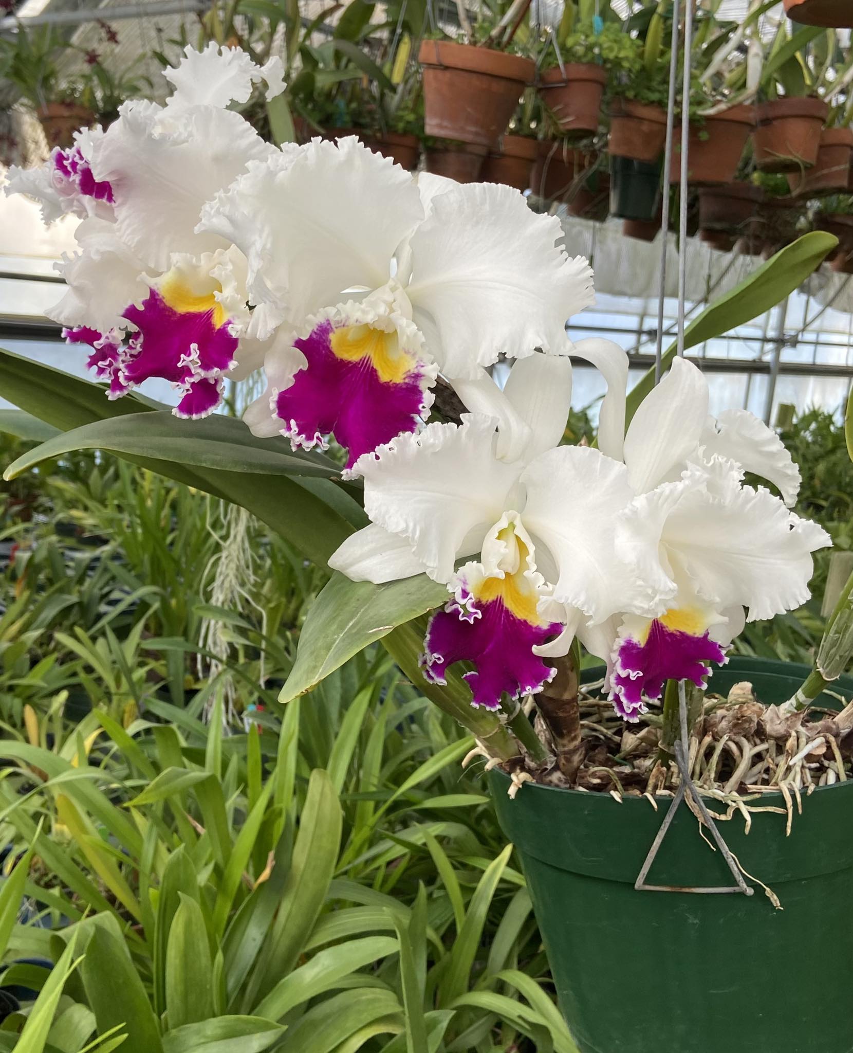 Lc Nippon 'Livinza' HCC/AOS orchid