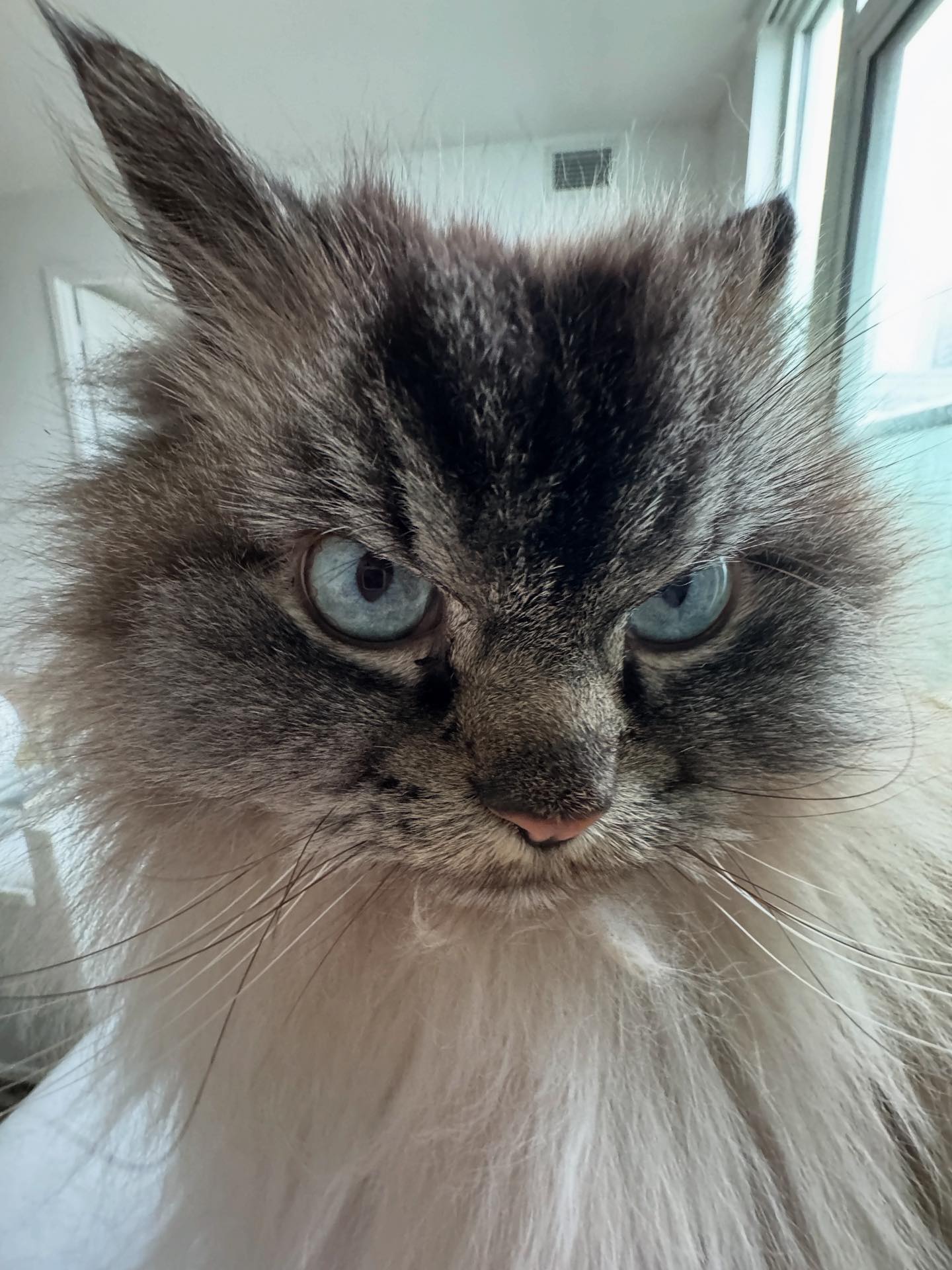 Merlin Ragdoll