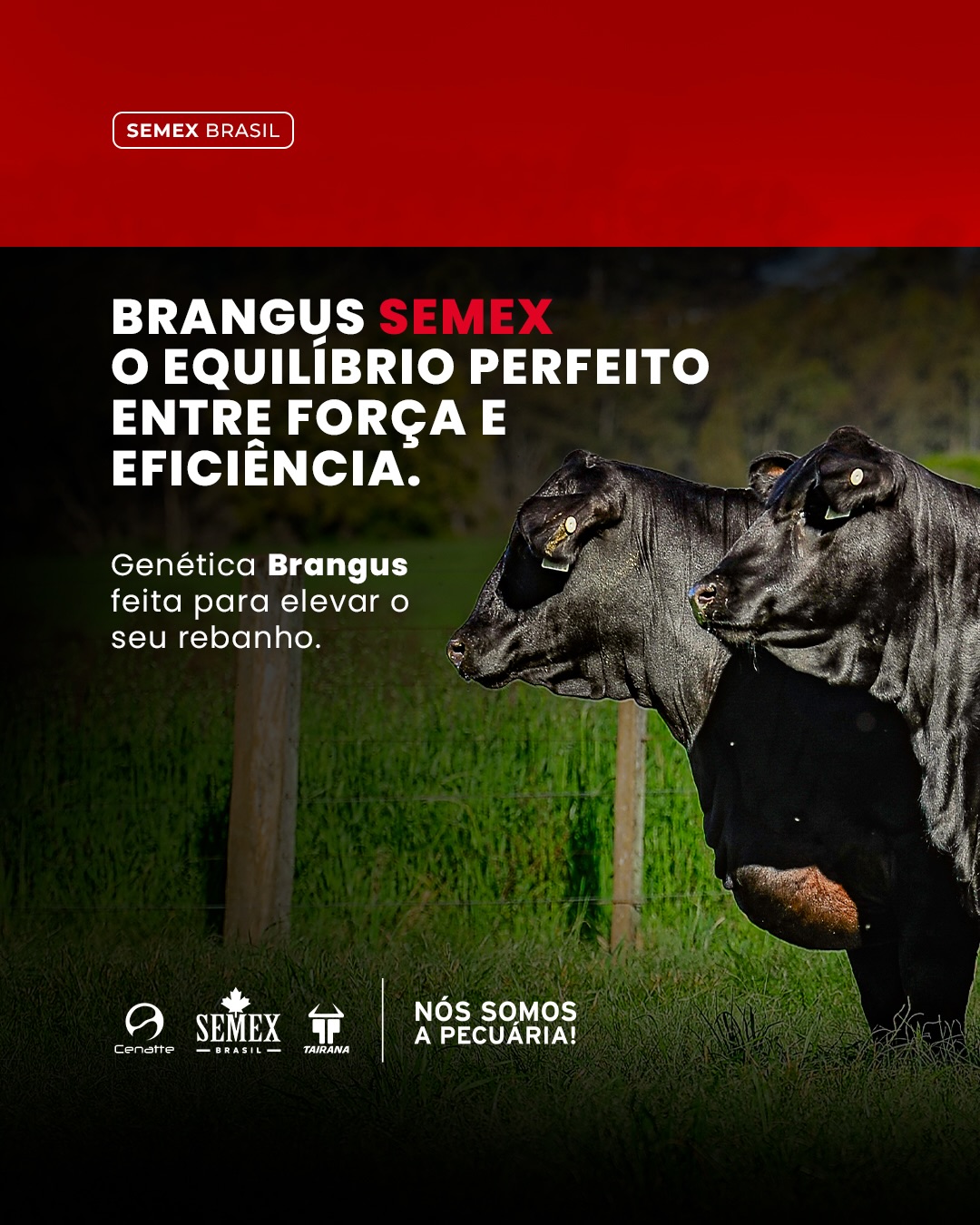 Semex Brasil | Blumenau SC