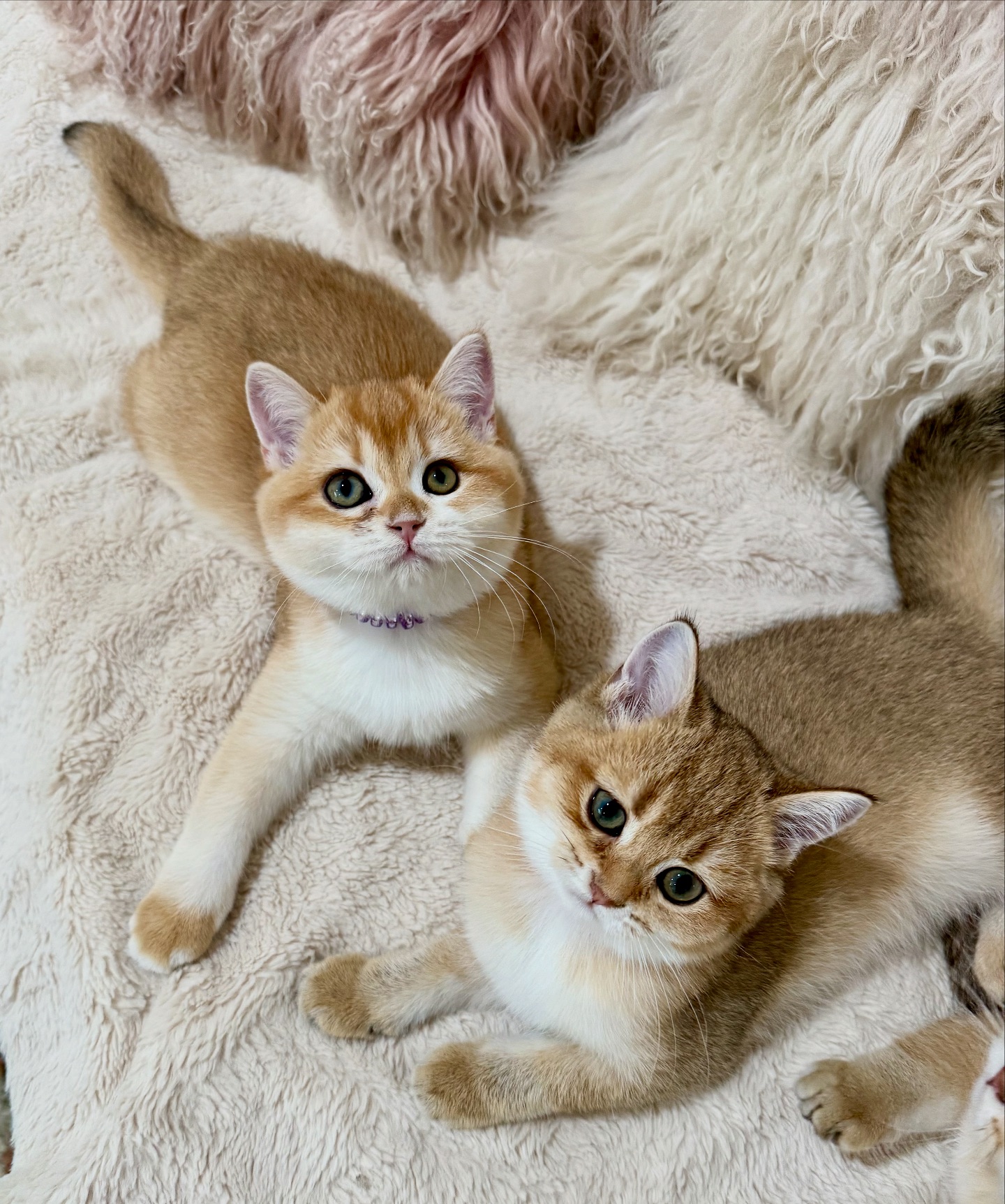 California Dream Kittens | Sacramento CA