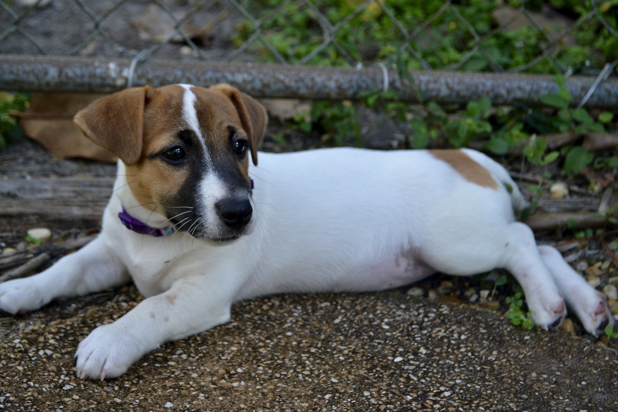 Pine Island Shortie Jack Russell Terriers SW FL