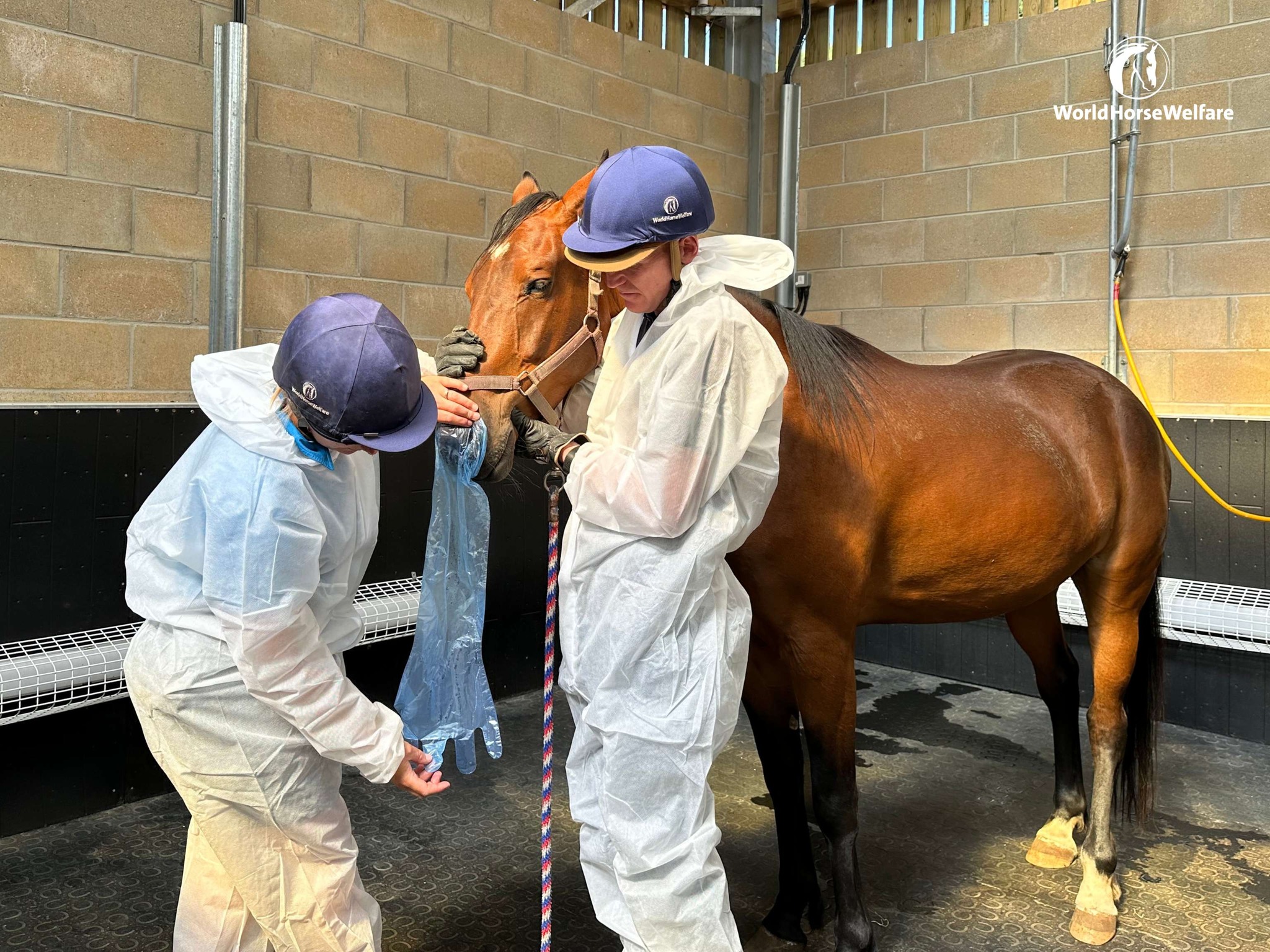 World - 📢 World Horse Welfare Hall Farm strangles update For the past ...