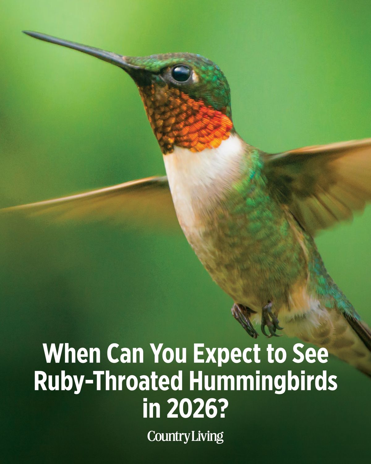 Ruby-throated hummingbirds begin... - Country Living Magazine | Facebook