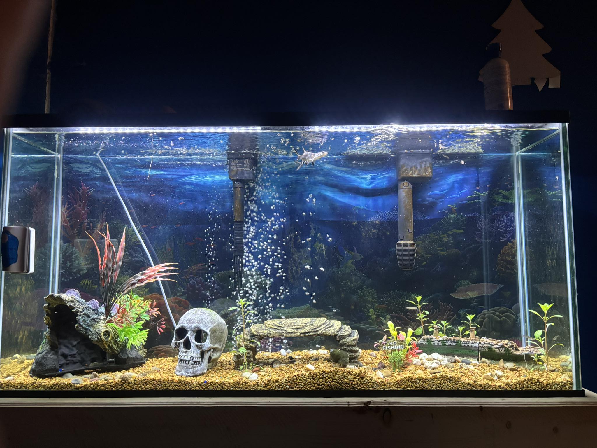 Setting up a 65 gallon fish tank for beginners