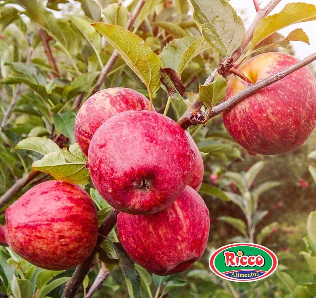 Ricco Alimentos - A 🍎 é uma fruta multifuncional: com ela...