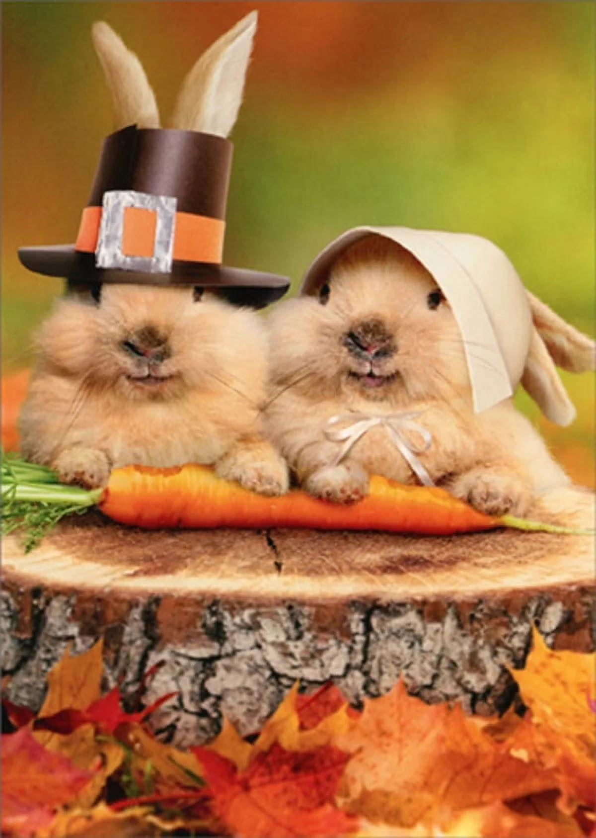 Leap of Faith Rabbitry