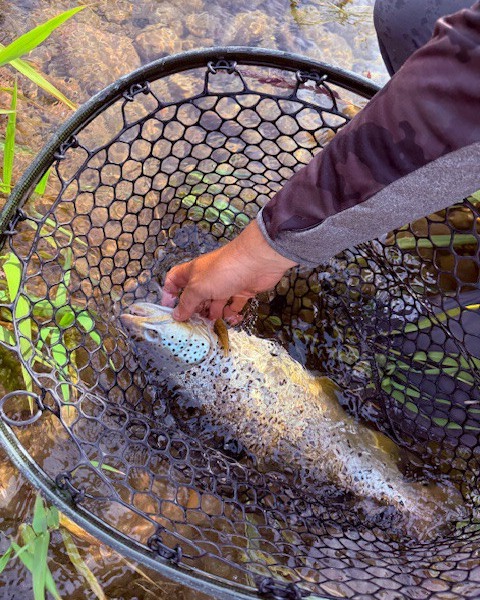 best net for river salmon fishing PLUSINNO Floating Steelhead, Salmon, Fly, Kayak, Catfish, Bass, Trout Fishing, Rubber Coated Landing Net for Easy Catch & Release, Compact & Foldable for Easy Transportation & Storage Wide opening makes it easy to scoop up big fish quickly and securely The Perfect Fishing Net -
