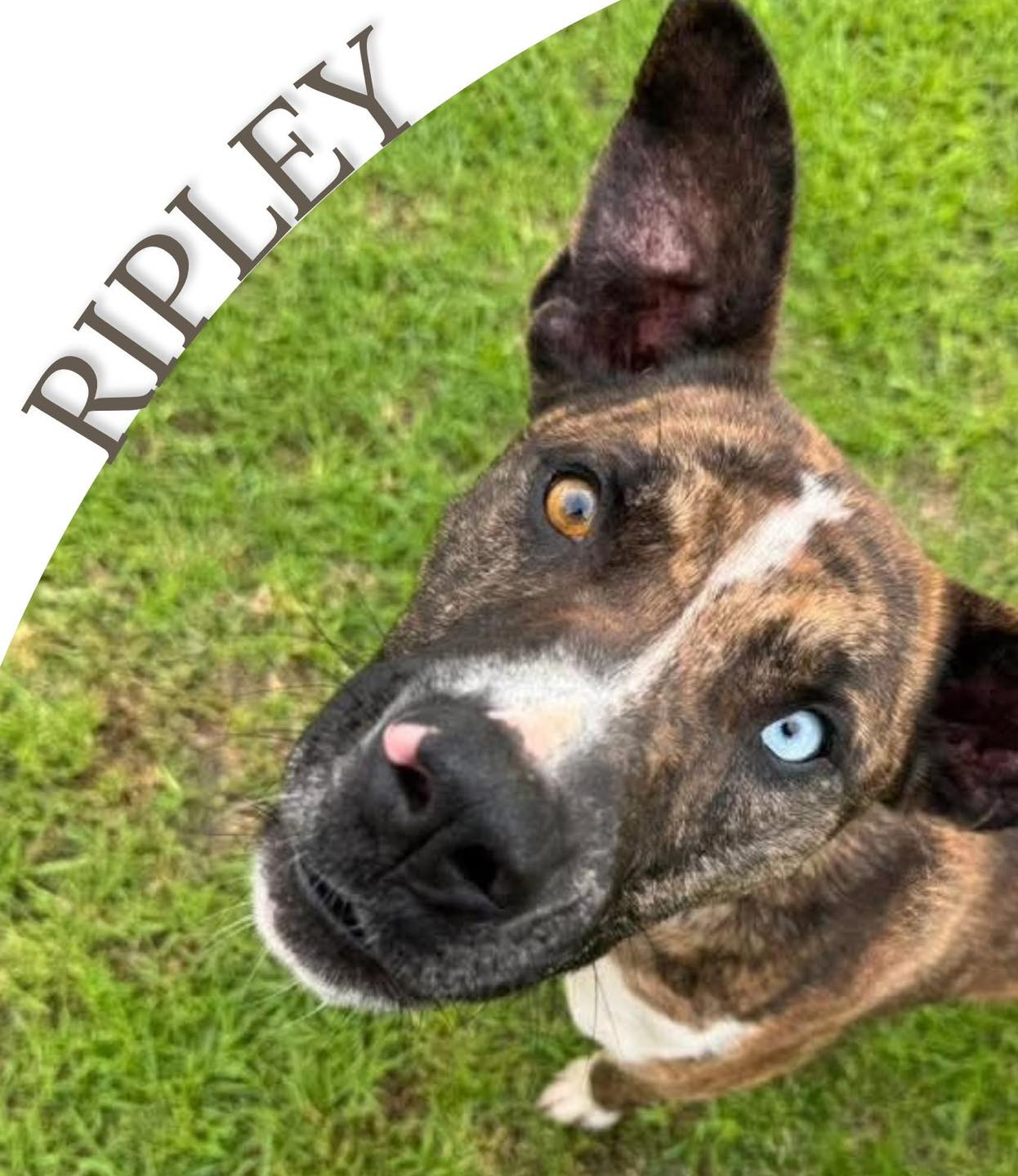 Desperate - Ripley has known the worst of humans... now he’s just ...