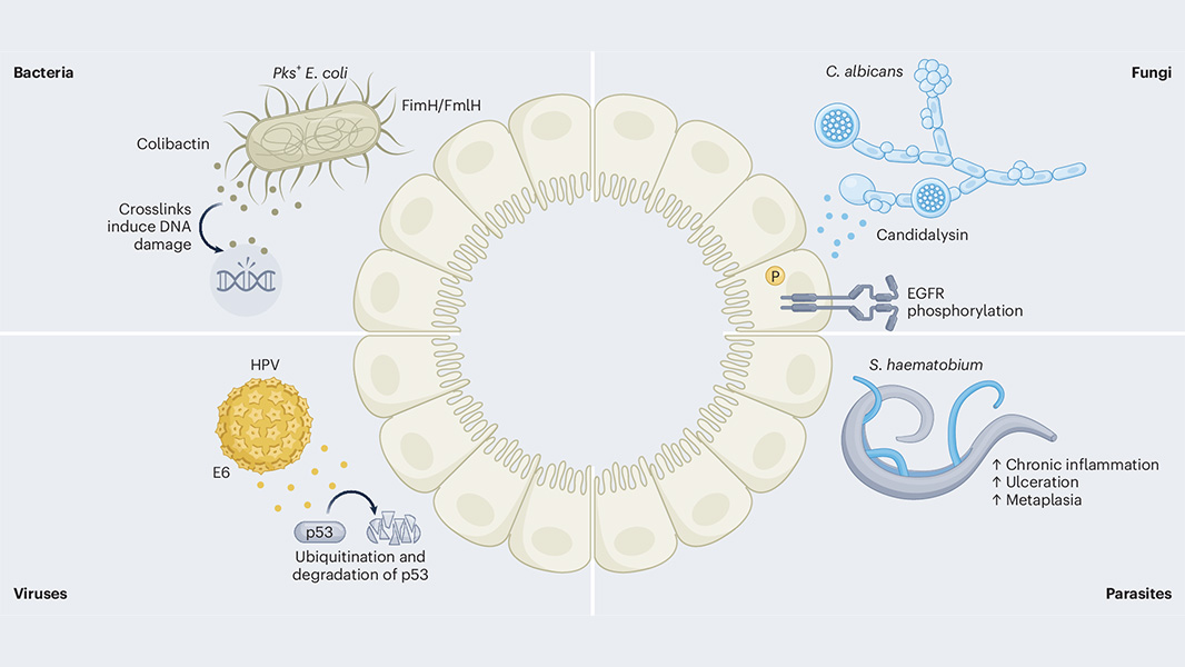 This Review, published in Nature Microbiology, discusses what