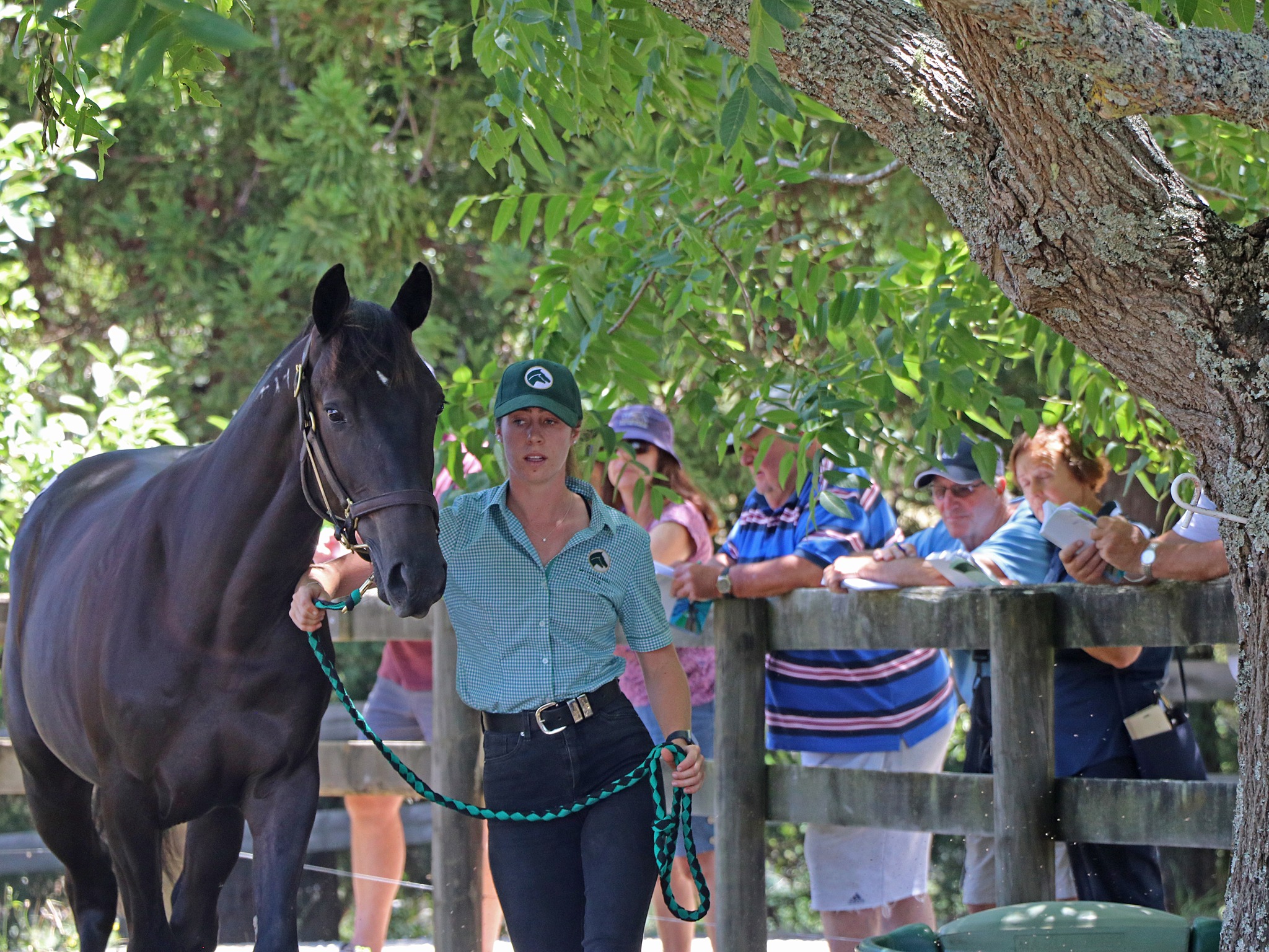 Woodlands - Exclusive First Look | 2026 NZB Yearling Draft We invite ...