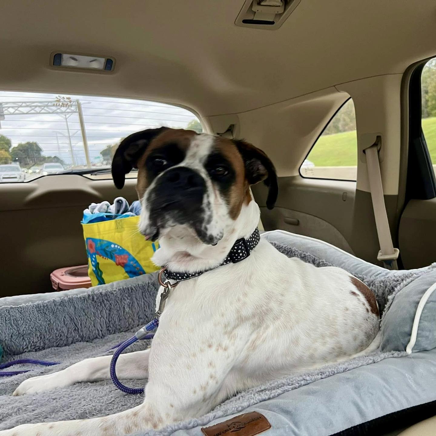 Carolina Boxer Rescue added a new... - Carolina Boxer Rescue