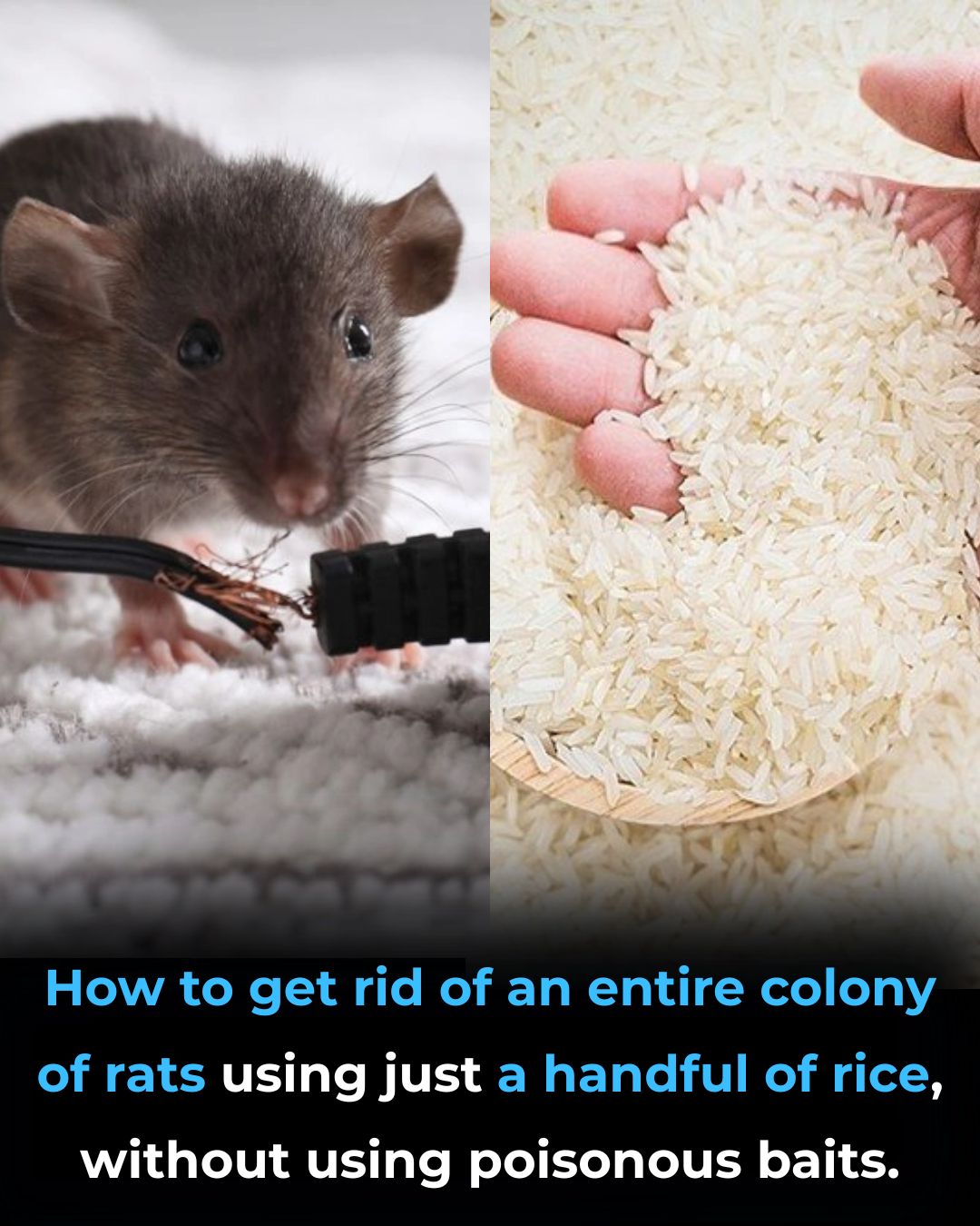 Feedy Healthy - How to get rid of an entire colony of rats... | Facebook