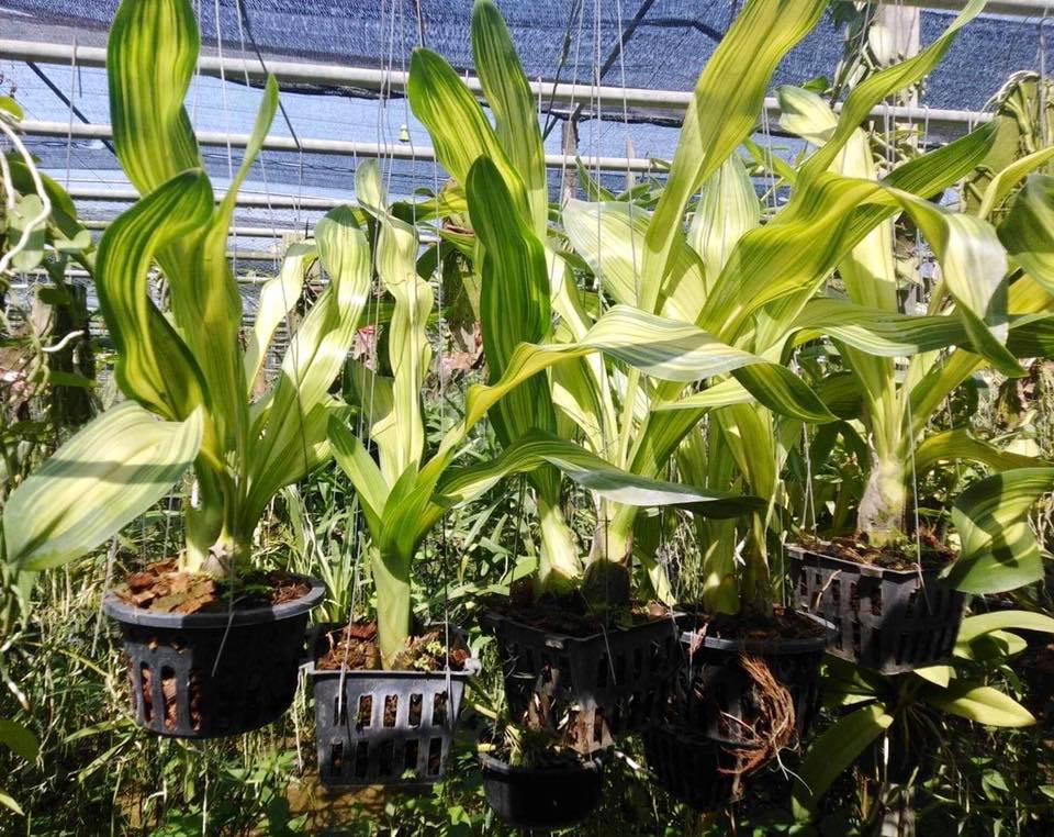 Grammatophyllum scriptum variegated... - COK Orkid & Kraf | Facebook