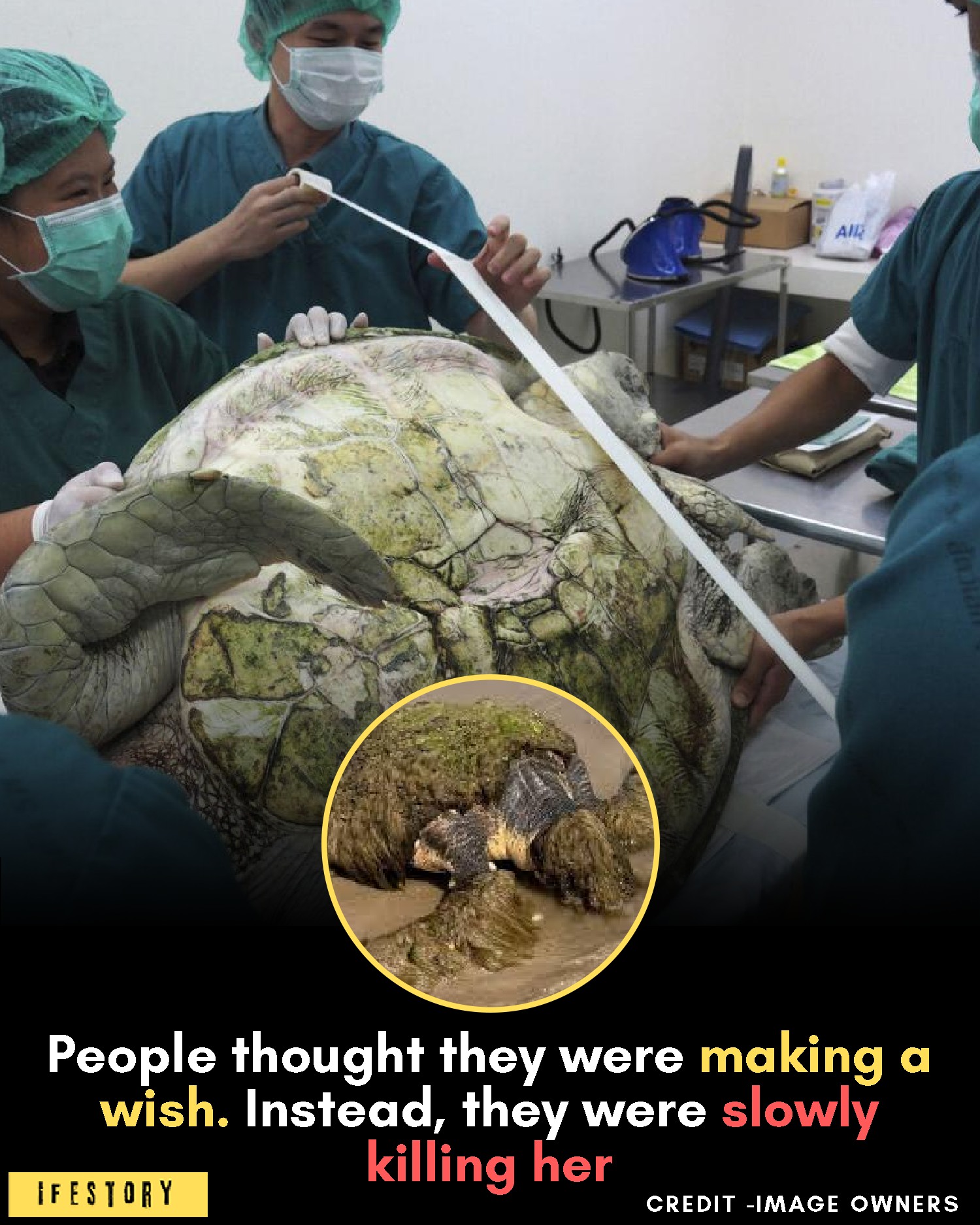 Ifestory - In a small Thai town, a green sea turtle named Omsin ...