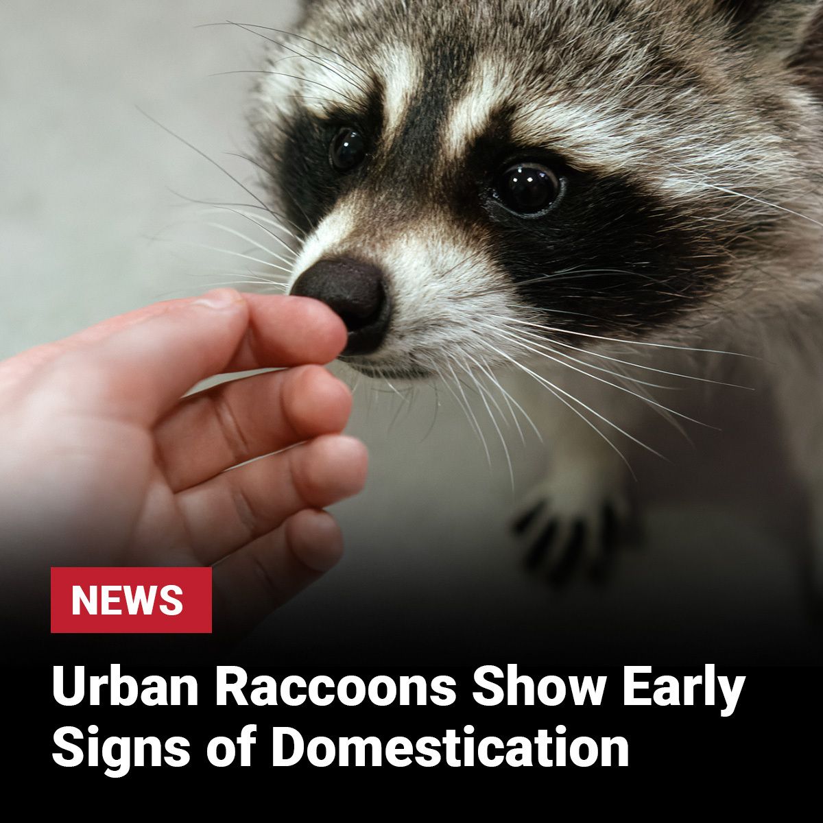 Faves USA - These raccoons aren’t just adapting—they’re... | Facebook